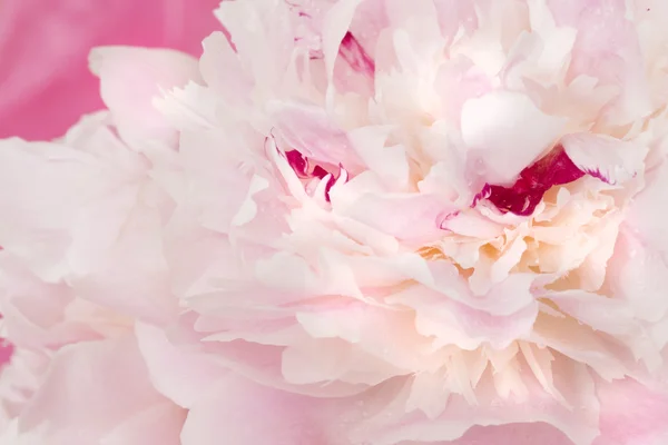 Flores de peonía rosa — Foto de Stock