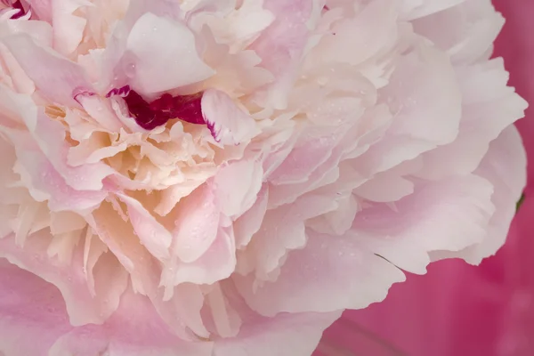 Fleurs pivoines roses — Photo