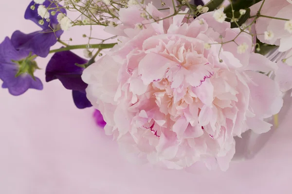 Flores de peonía rosa —  Fotos de Stock