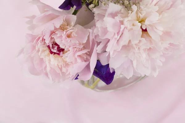 Pinkki pioni kukat — kuvapankkivalokuva