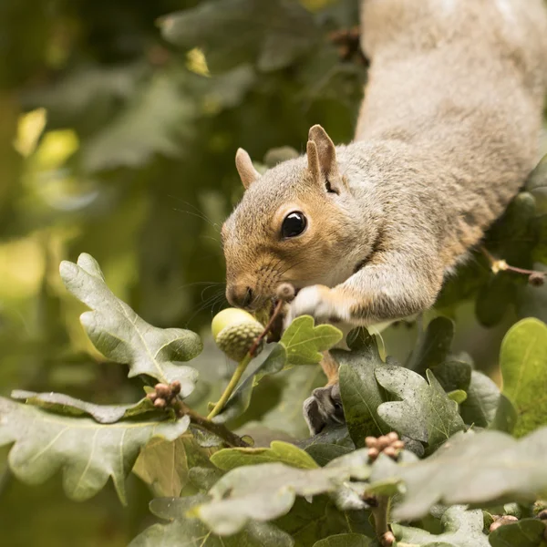 Eekhoorn eten een eikel — Stockfoto