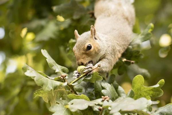 Eekhoorn eten een eikel — Stockfoto