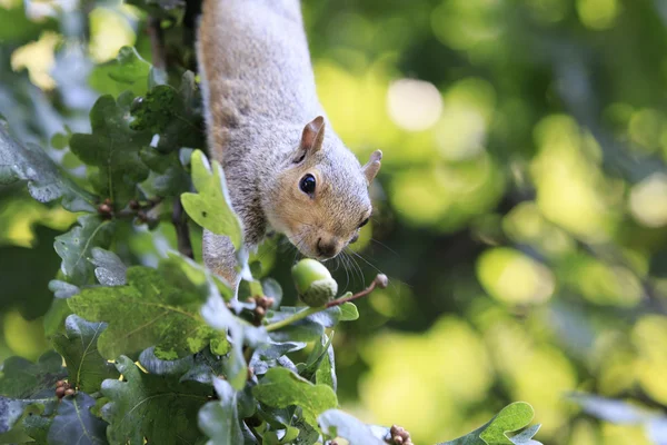 Eekhoorn eten een eikel — Stockfoto