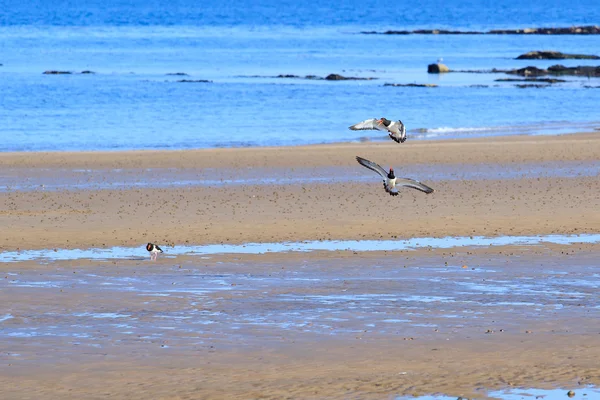 Ett par av strandskator — Stockfoto