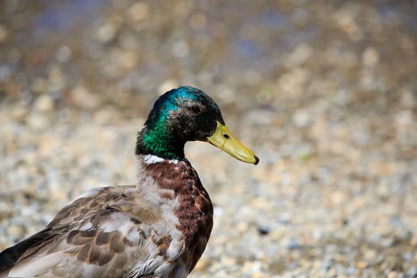 Pato macho — Fotografia de Stock