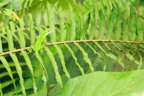 Gecko Ordförande — Stockfoto