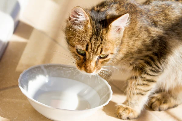 Genç kedi