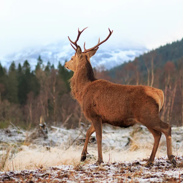 Rentiere — Stockfoto