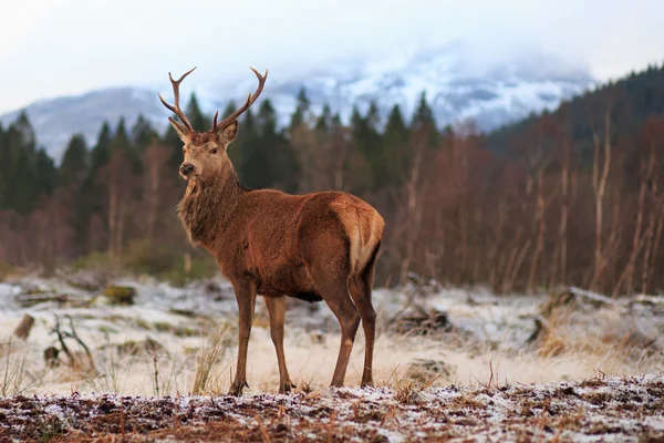 Reindeer — Stock Photo, Image