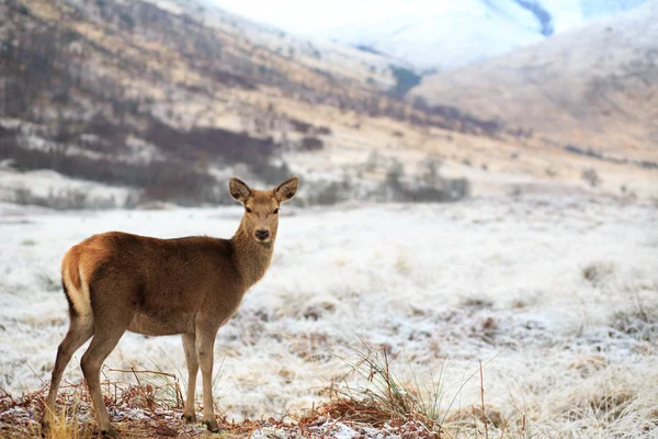 Reindeer — Stock Photo, Image