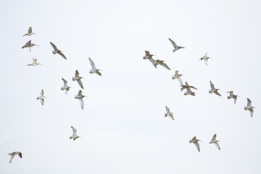 Bird Migration clipart