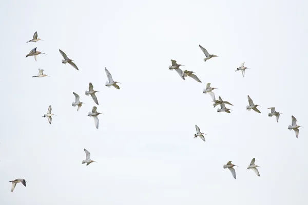 Wędrówki ptaków — Zdjęcie stockowe