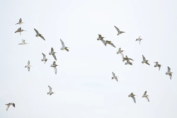 Migração de aves — Fotografia de Stock