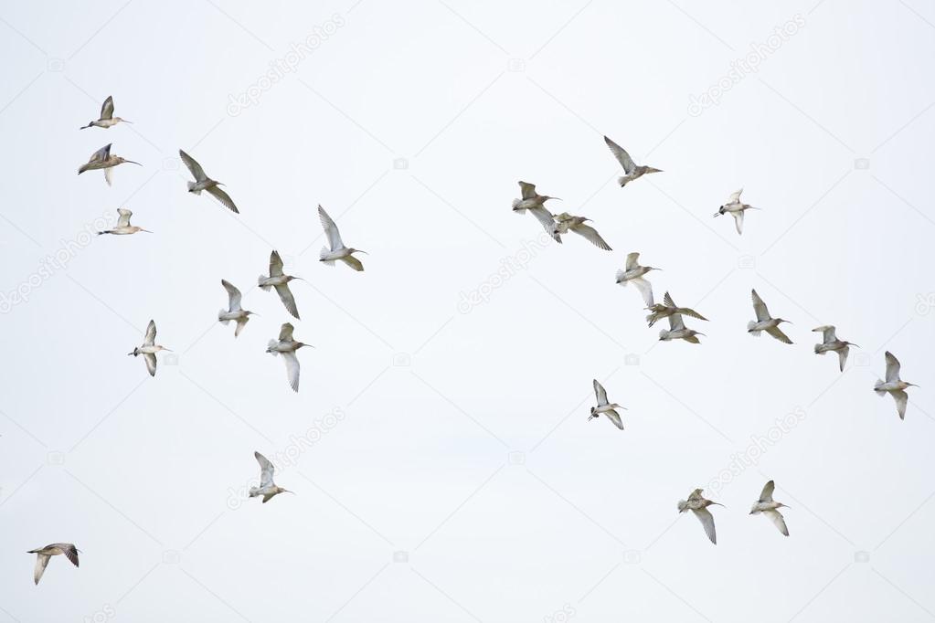 Bird Migration