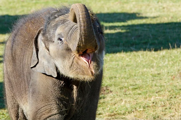 Slůně — Stock fotografie