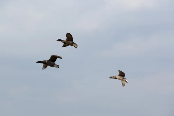 Migração de aves — Fotografia de Stock