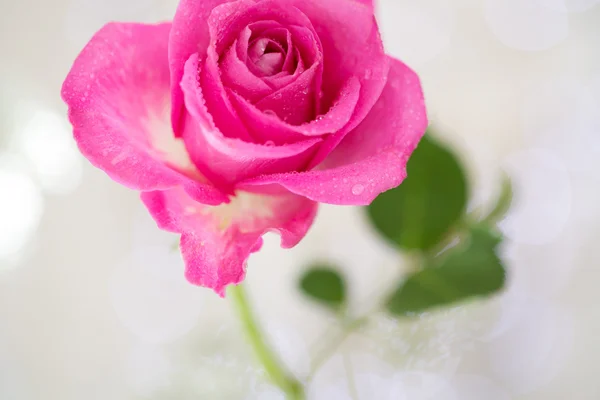 Flor roja — Foto de Stock