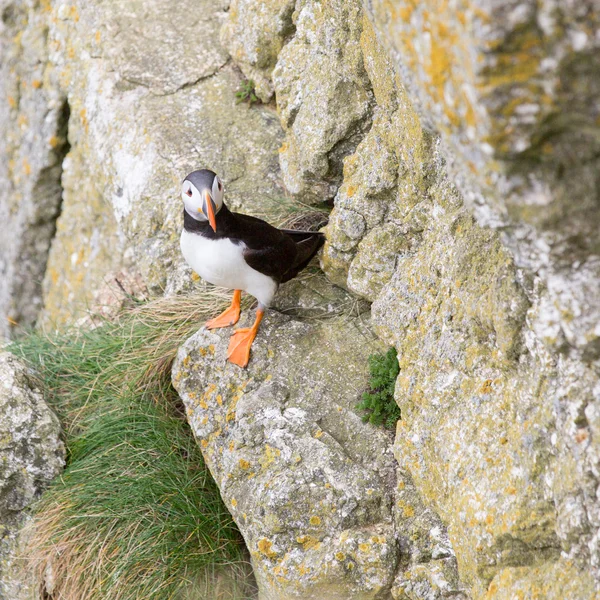 Seabird — Stock Photo, Image