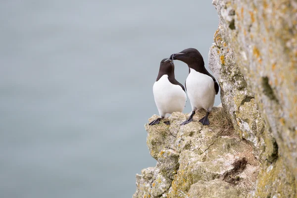 Aves marinhas — Fotografia de Stock