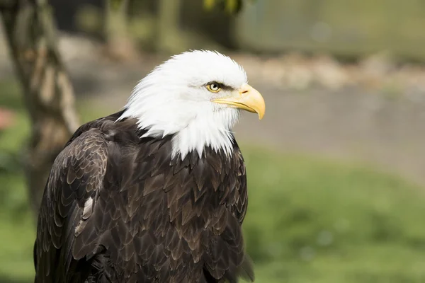 Amerikanischer Weißkopfseeadler — Stockfoto