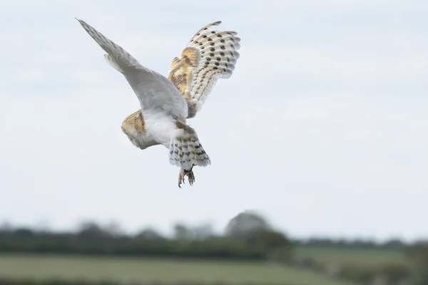 Hibou des clochers — Photo