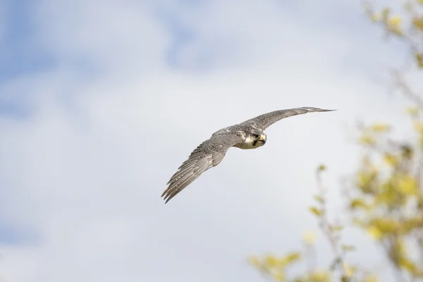 Falke — Stockfoto