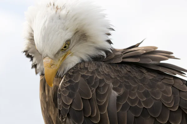 Aquila calva americana — Foto Stock