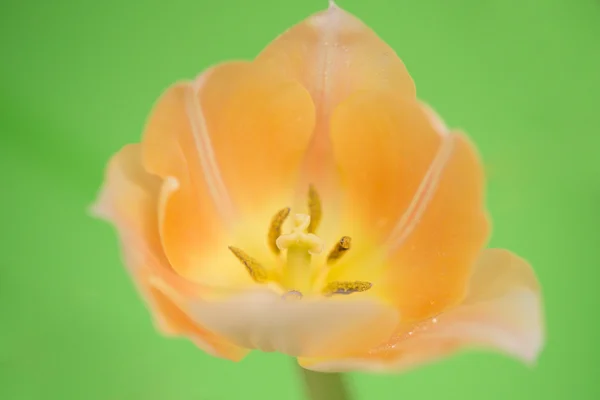 Flor amarilla — Foto de Stock