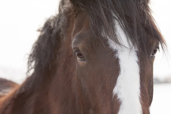 Paard — Stockfoto