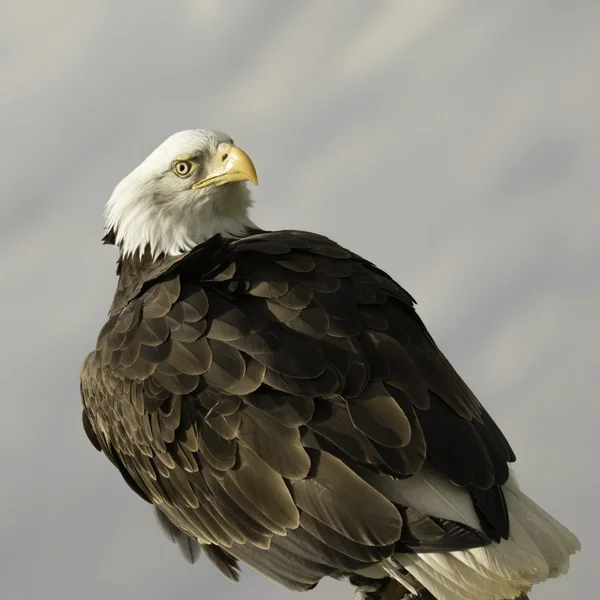 Американский золотой орел — стоковое фото