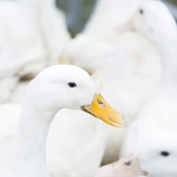 Duck — Stock Photo, Image