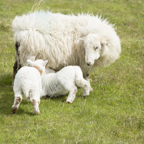 羊 — ストック写真
