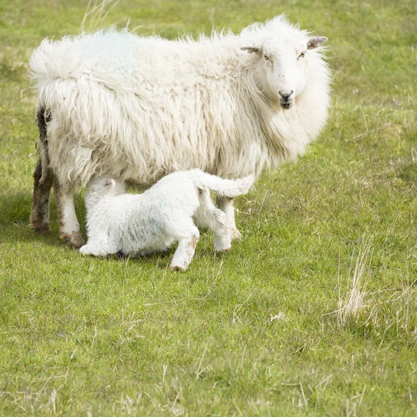 Sheep — Stock Photo, Image