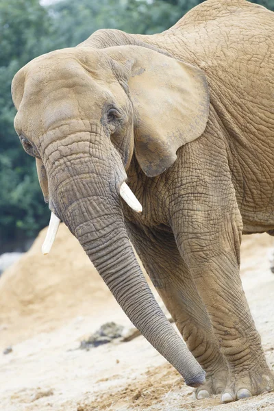 Elephant — Stock Photo, Image