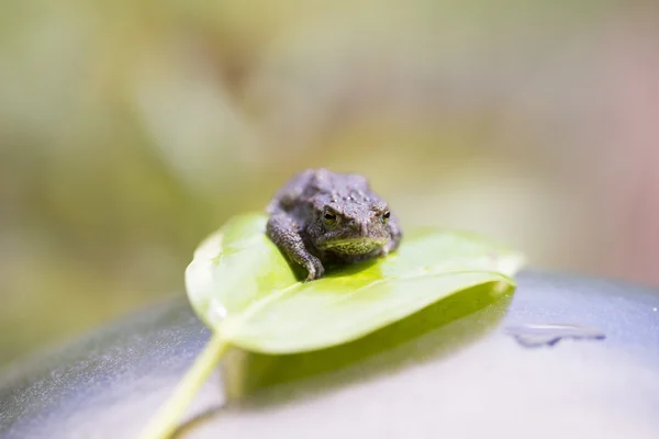 Frog — Stock Photo, Image