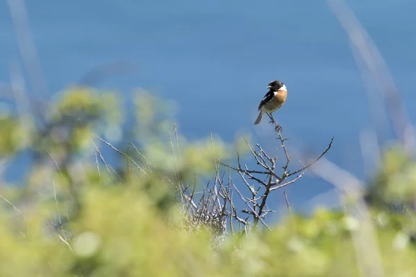 Stonechat bird, "saxicola torquata" — Stock Photo, Image