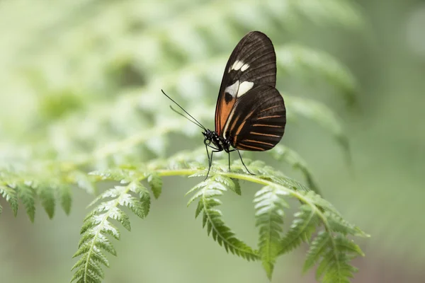 Тропическая бабочка — стоковое фото