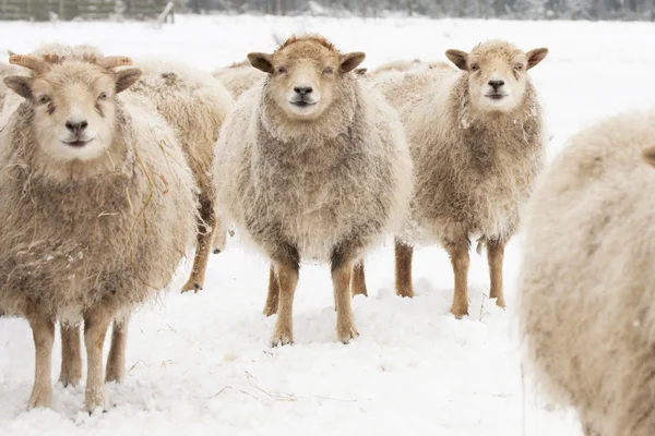 Schapen Stockfoto