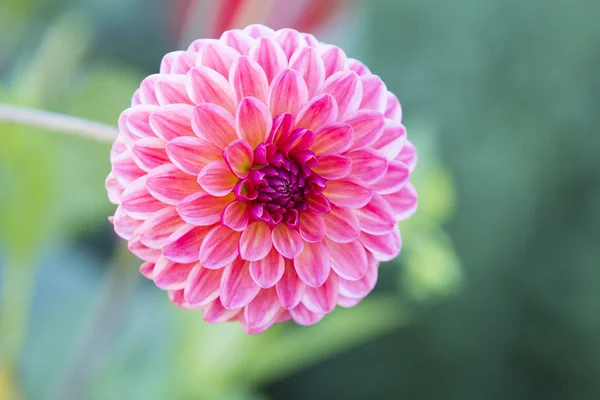 Pink Flower — Stock Photo, Image