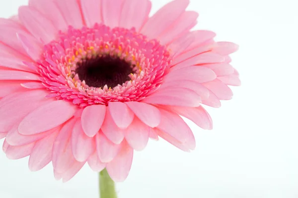 Pink Flower — Stock Photo, Image