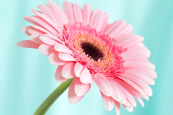 Pink Flower — Stock Photo, Image