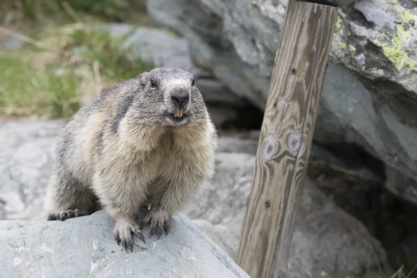 Marmot — Stock Photo, Image