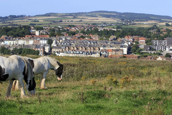 Chevaux sauvages — Photo