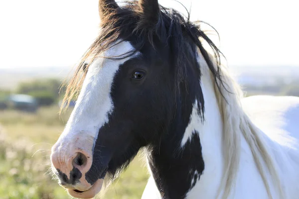 Cavalo — Fotografia de Stock