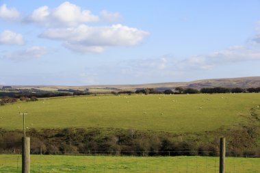 tarım arazisi üzerine koyun