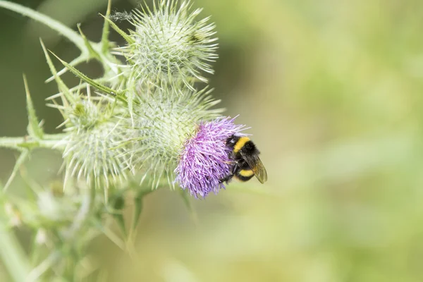 Hummel auf einer Blume — Stockfoto