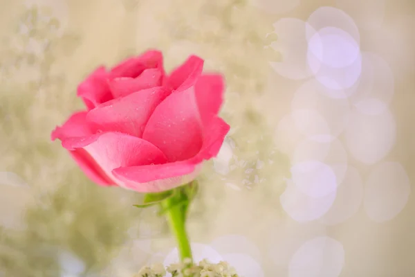 一朵粉红色的花 — 图库照片