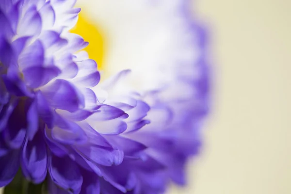一朵紫色的花 — 图库照片