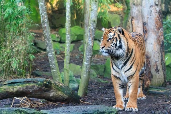 Un tigre du Bengale — Photo