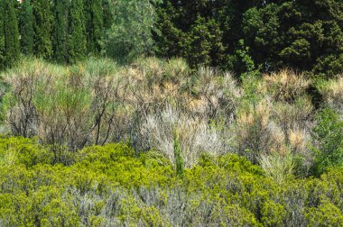 Bitki, doğa parkındaki otlar.